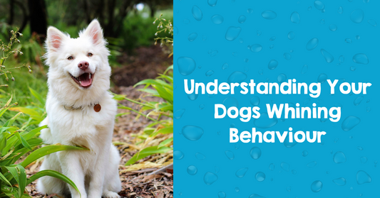 Understanding Your Dog's Whining Behavior