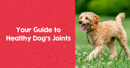 Your Guide to Healthy Dogs' Joints