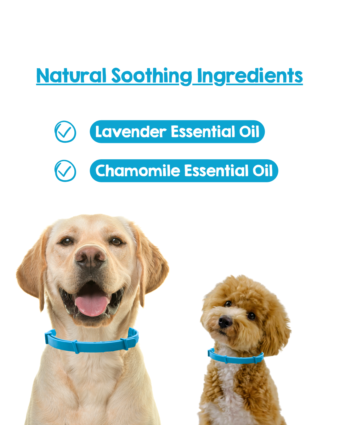PAWD Calming Collar