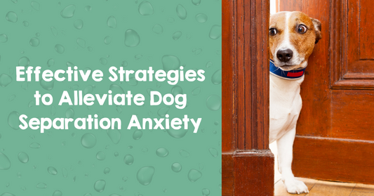 Effective Strategies to Alleviate Dog Separation Anxiety