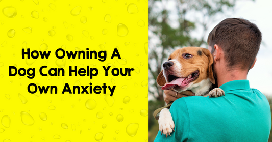 How Owning A Dog Can Help Your Own Anxiety