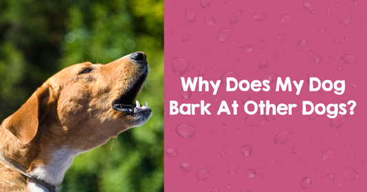 Why Does My Dog Bark At Other Dogs?