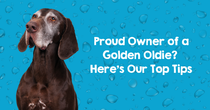 How to keep your older dog healthy, comfortable and happy