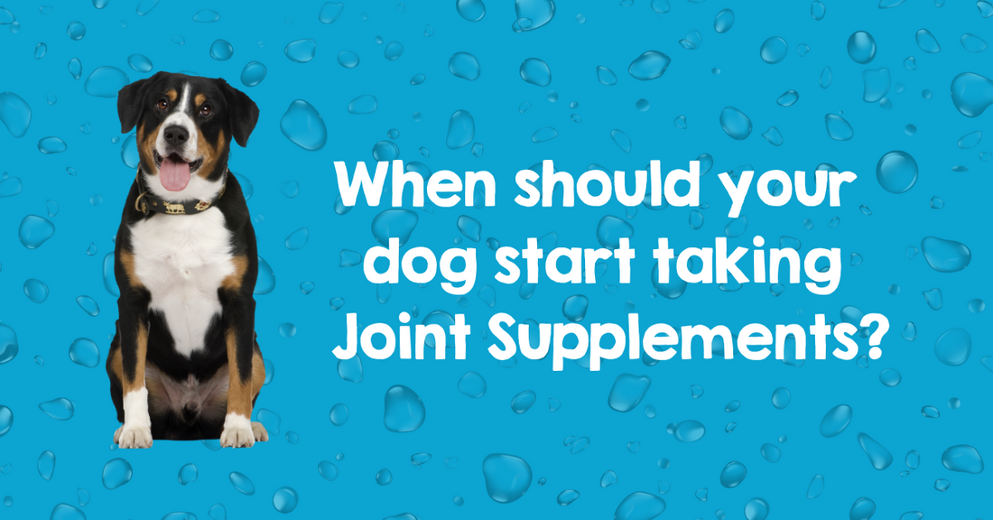 Should Your Dog Be Taking Joint Supplements?