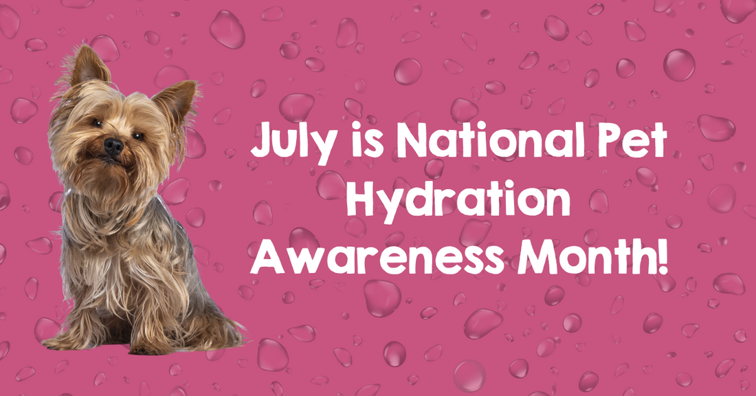 pet hydration awareness month, how to keep your pet hydrated 