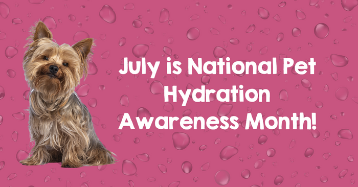 pet hydration awareness month, how to keep your pet hydrated 