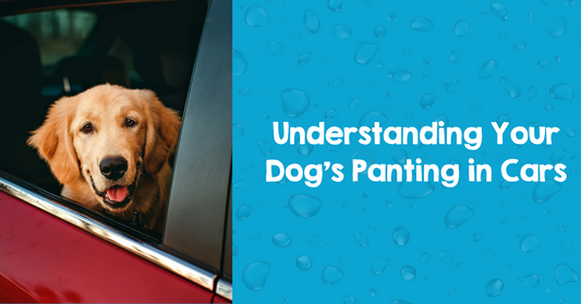Understanding Your Dog's Panting in Cars