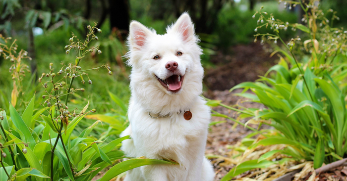 Understanding Your Dog's Whining Behavior