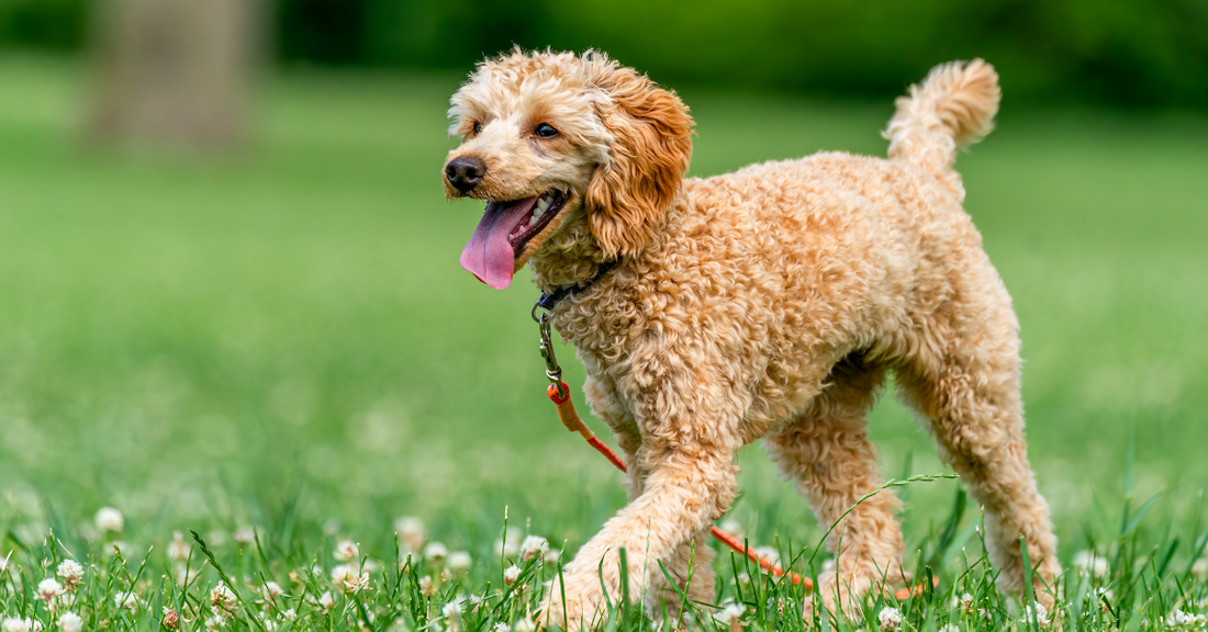 Your Guide to Healthy Dogs' Joints