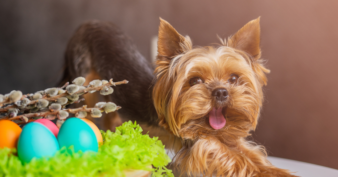 Everything you need to know if your dog has eaten chocolate