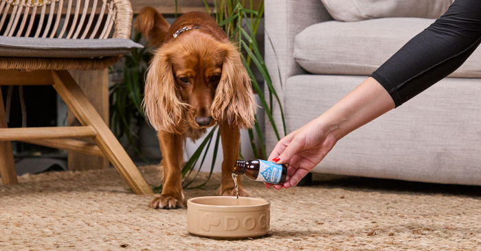 Understanding Anxious Dogs during Pet Anxiety Month this March