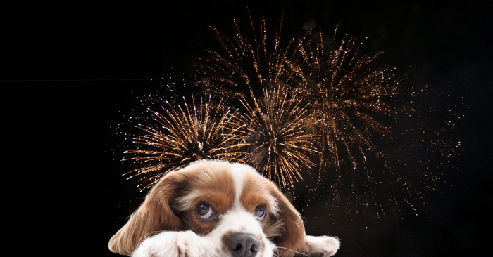 How To Keep Your Dog Calm During Fireworks