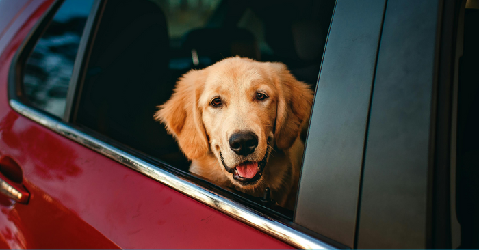 5 Natural Ways to Ease Travel Anxiety in Dogs