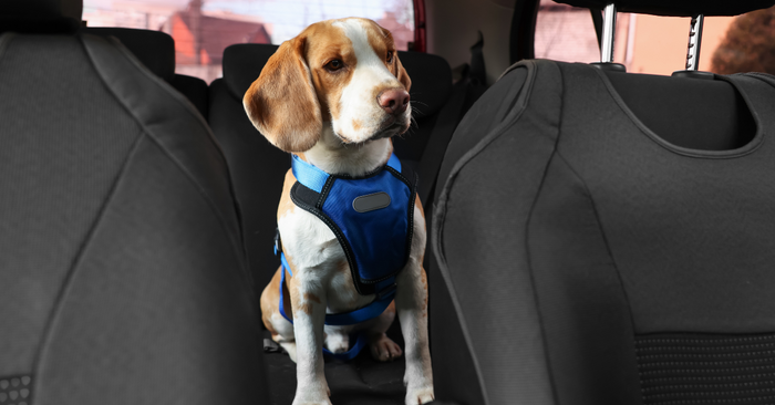 Packing for Peace: A Travel Checklist for Anxious Dogs