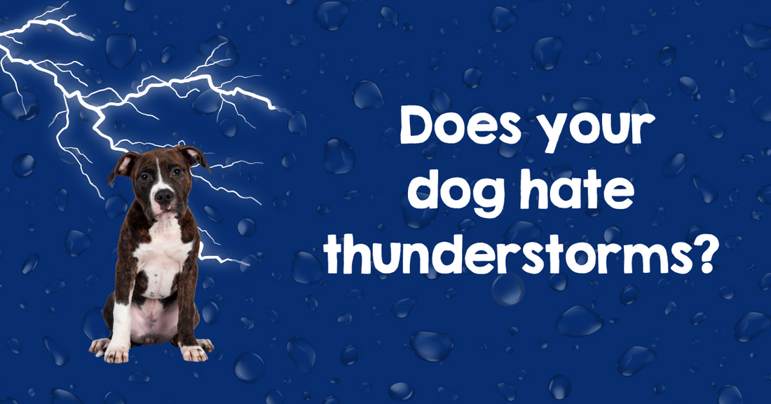 Does your dog hate thunderstorms?