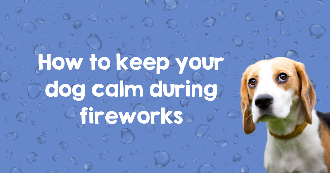 How to keep your dog calm during fireworks