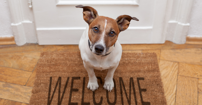 Separation Anxiety in Dogs: Cause and Solutions