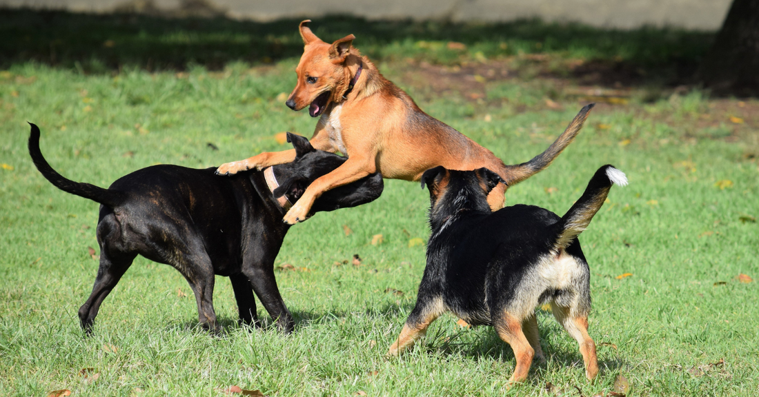 How to Build Your Dog’s Confidence Around Other Dogs and People