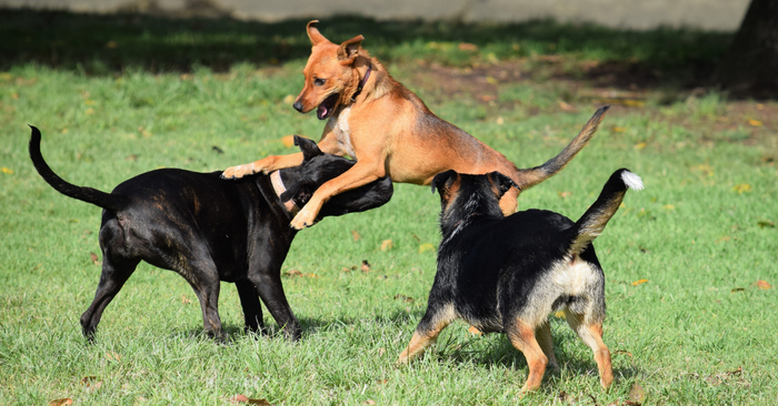 How to Build Your Dog’s Confidence Around Other Dogs and People