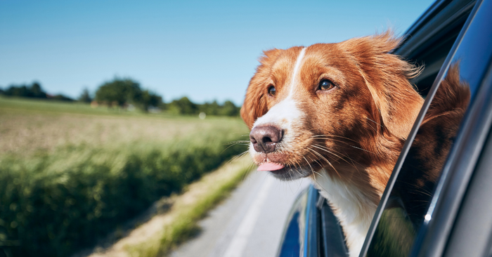 Travel Anxiety in Dogs: Tips for a Calmer Journey