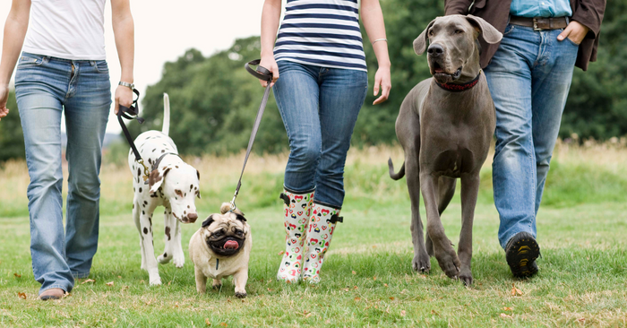 Why Some Dogs Struggle With Social Anxiety and How to Help