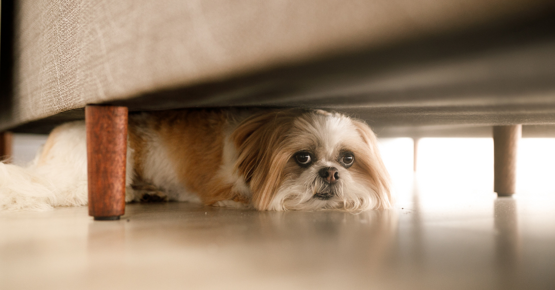 Calm Your Dog During Thunderstorms: Effective Tips