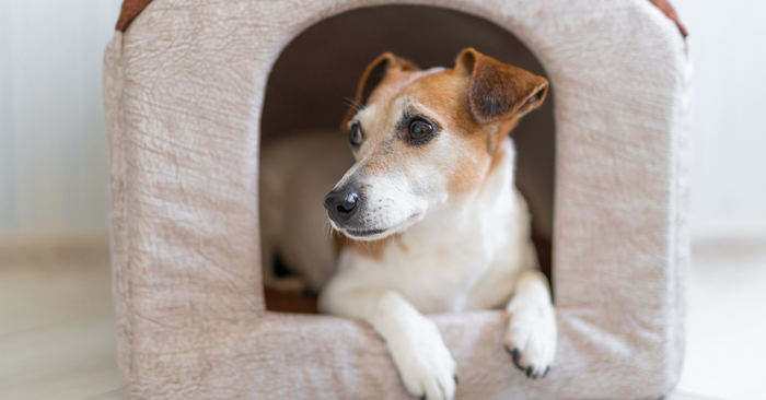 Noise Anxiety in Dogs: Why Loud Sounds Trigger Stress