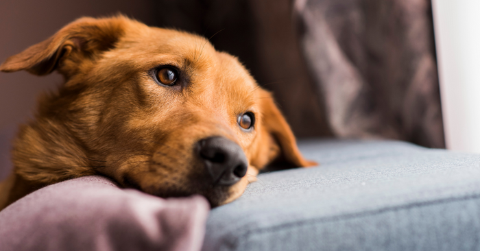 From Scared to Settled: Helping Dogs Through Firework Anxiety