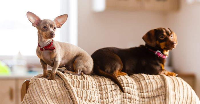 Is Your Dog Afraid of Fireworks? Here’s How to Prepare