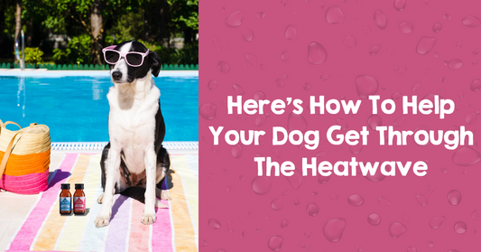 How to Keep Your Dog Cool During a Heatwave