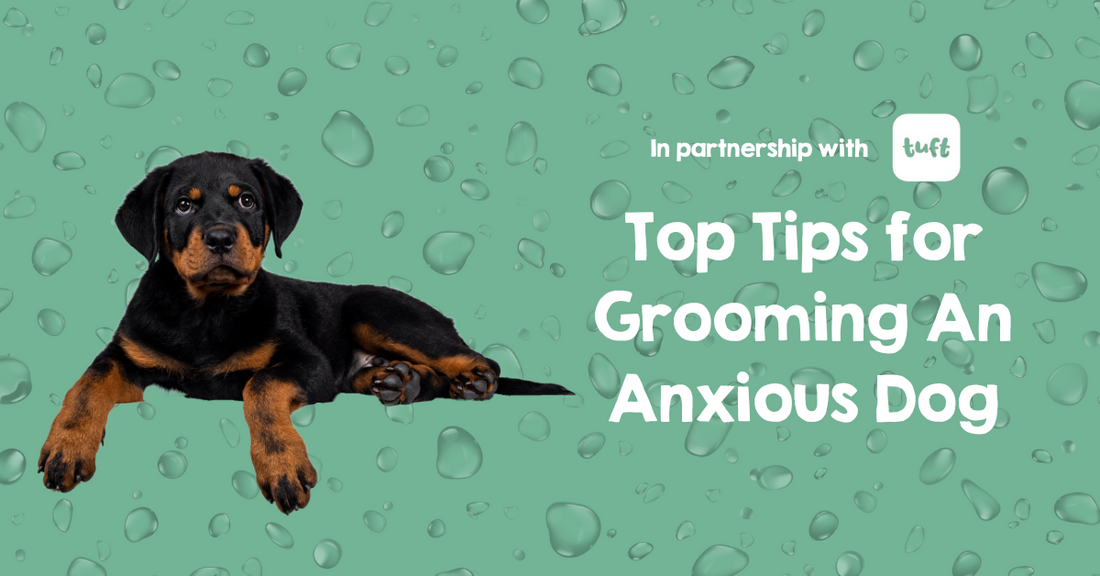 tips for grooming an anxious dog