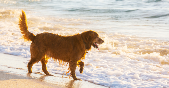 Tips For A Dog Friendly Staycation