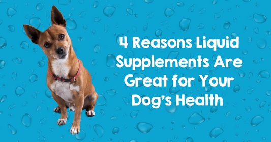 4 Reasons Liquid Supplements Are Great for Your Dog’s Health