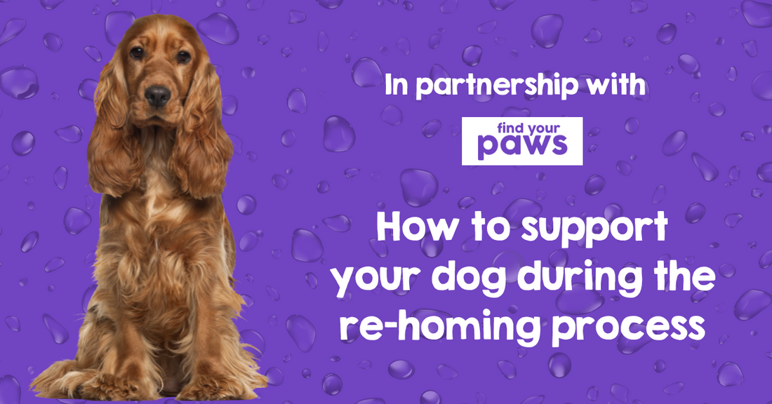 PAWD DRINKS and Find Your Paws  Unite to Support Re-homed Dogs