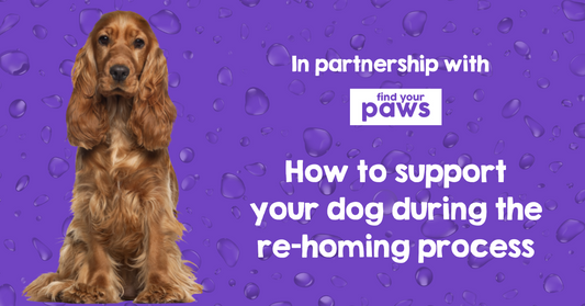 PAWD DRINKS and Find Your Paws  Unite to Support Re-homed Dogs