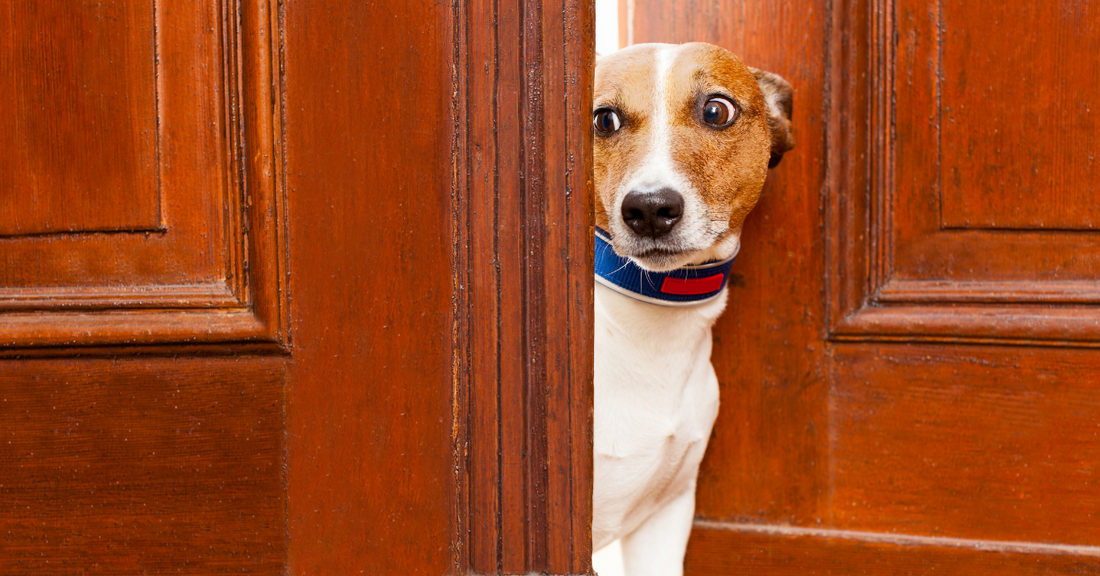 Effective Strategies to Alleviate Dog Separation Anxiety