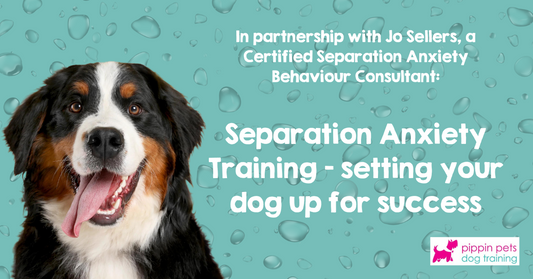 Separation Anxiety Training – setting your dog up for success