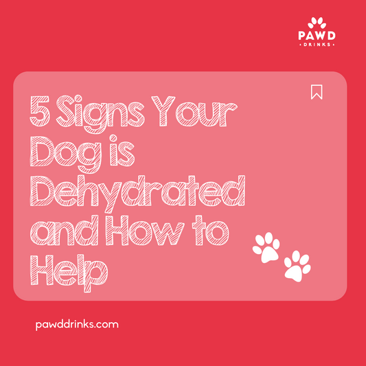 5 Signs Your Dog is Dehydrated and How to Help