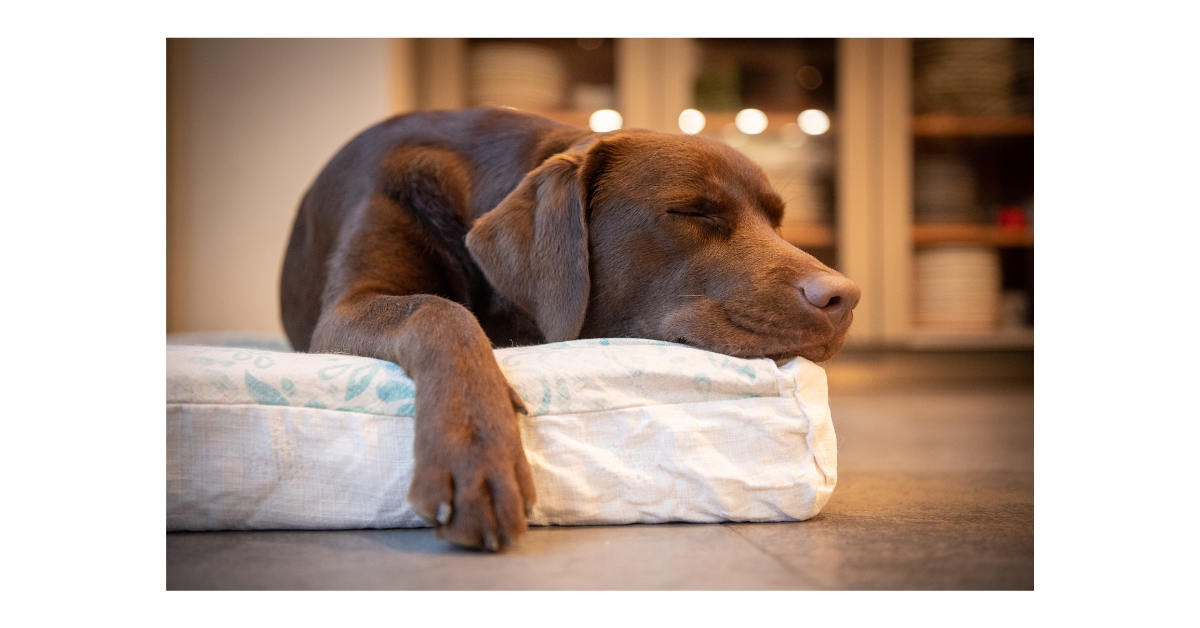 The Best Daily Routine for Dogs With Separation Anxiety – PAWD DRINKS