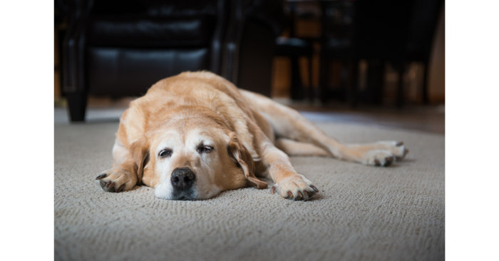 Dog Sleeping Peacefully