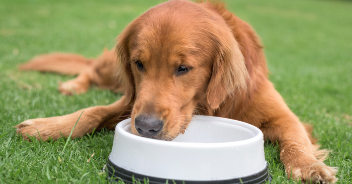 How Can I Get My Dog To Drink Water?