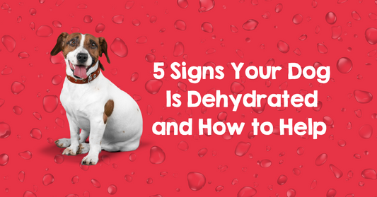 dehydration in dogs, what causes dehydration in dogs