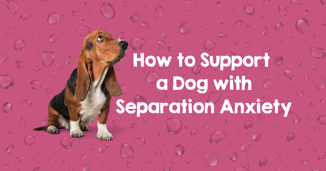 how to support a dog with separation anxiety, separation anxiety cure for dogs