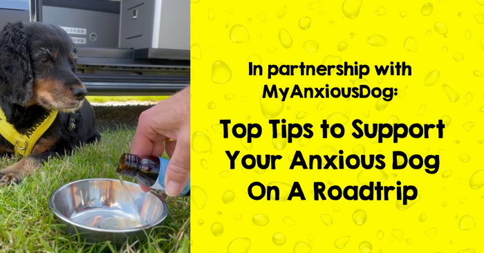 GUEST POST: How To Keep Your Anxious Dog Calm On A Roadtrip