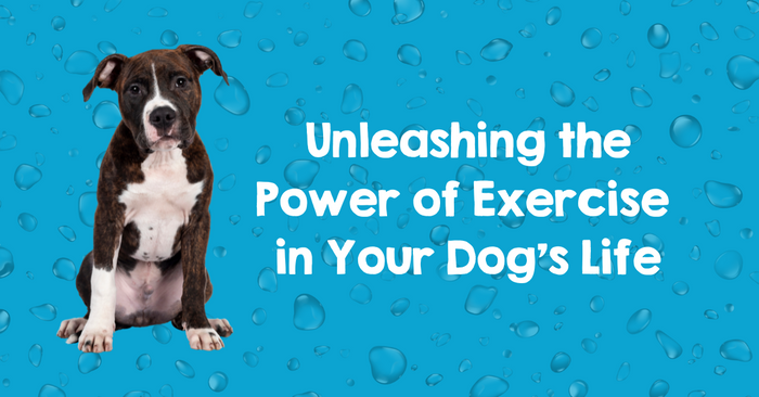 unleashing the power and importance of exercise in dogs