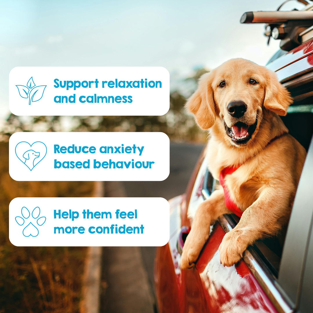 Calming Powder (3-Pack) for Large Dogs - Natural Dog Anxiety Support - 126g