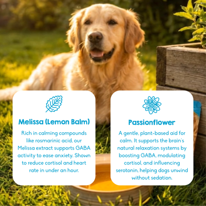 Calming Powder (3-Pack) for Large Dogs - Natural Dog Anxiety Support - 126g