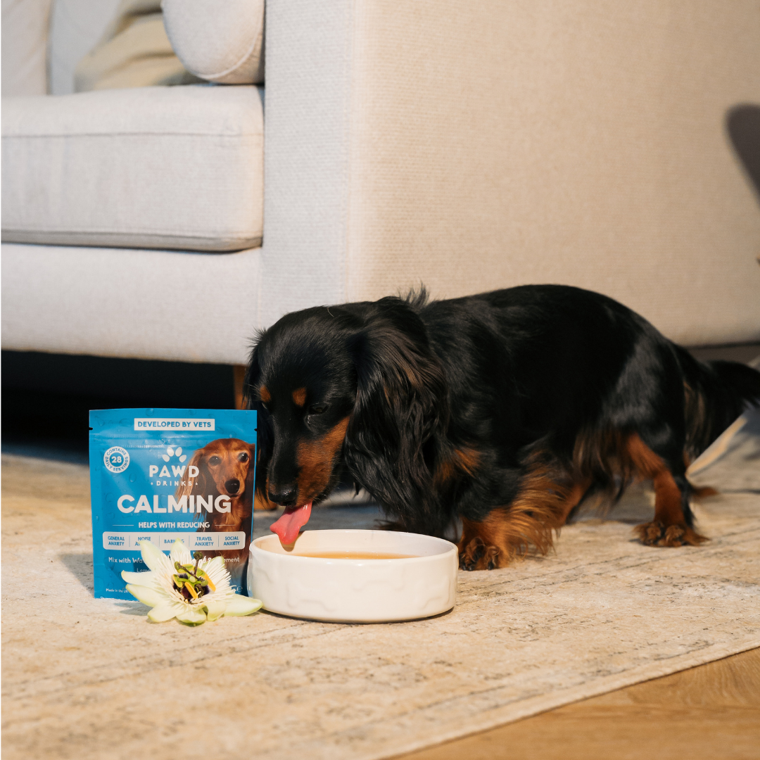 A golden retriever eats from a metal bowl next to a pouch of Pawd Calming dog supplement.