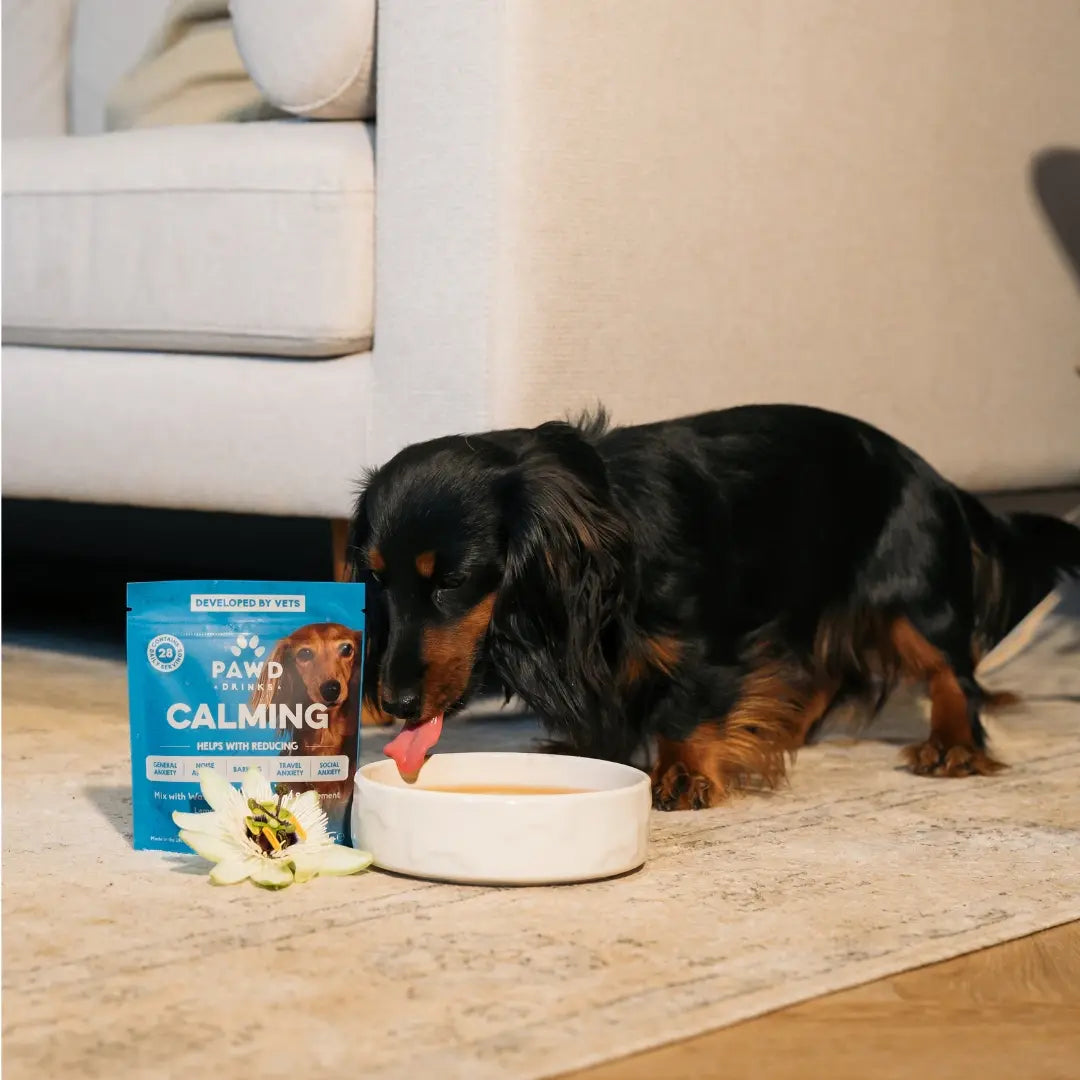 A black dachshund eats from a metal bowl next to a pouch of Pawd Calming dog supplement.